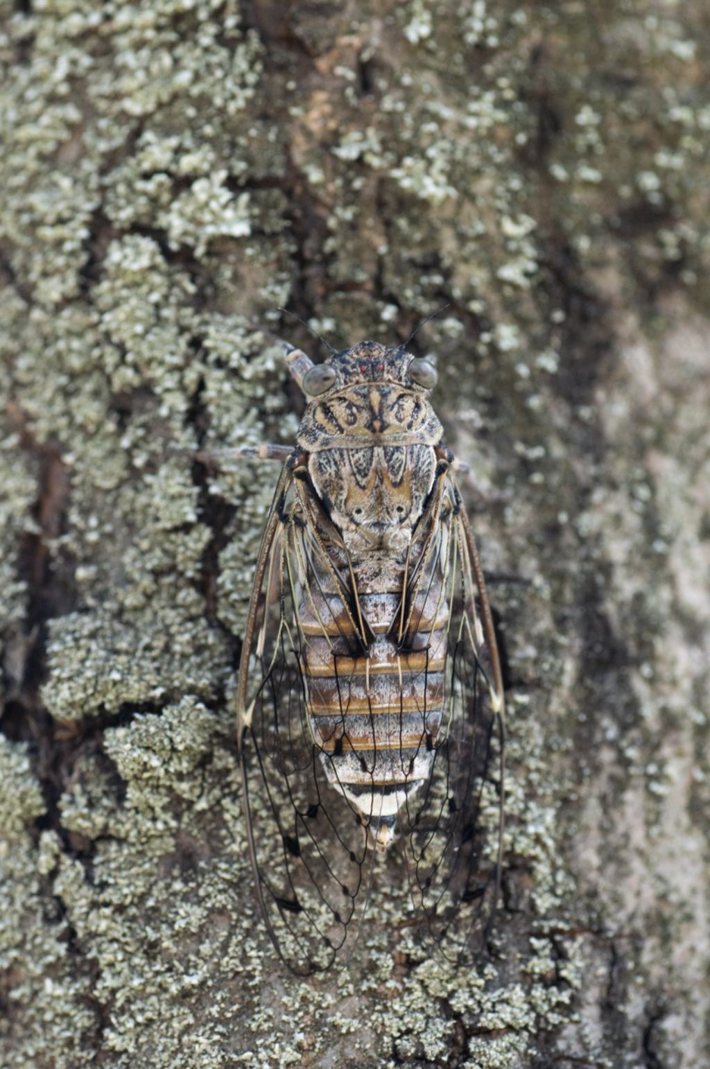 Quale specie di cicala? Cicada orni